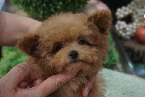 成約済の京都府のティーカッププードル-71448の4枚目