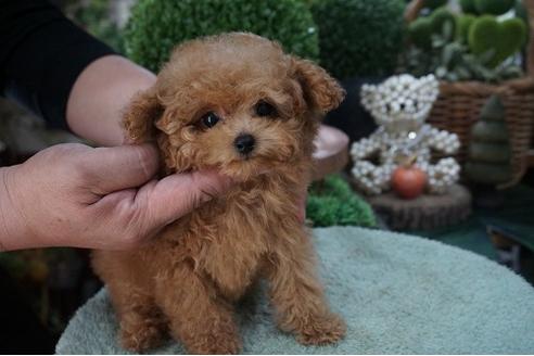 成約済の京都府のティーカッププードル-71448の3枚目