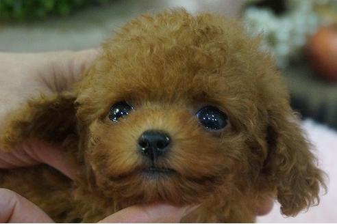 成約済の京都府のティーカッププードル-71450の1枚目