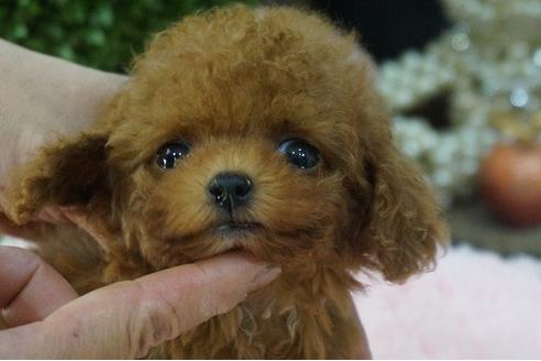 成約済の京都府のティーカッププードル-71450の4枚目