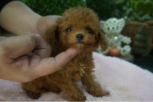 成約済の京都府のティーカッププードル-71450の2枚目