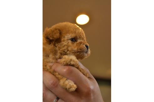 成約済の埼玉県のティーカッププードル-71471の2枚目