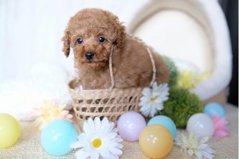 成約済の滋賀県のトイプードル-70590