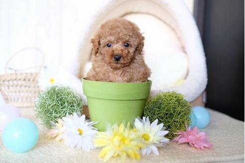 成約済の滋賀県のトイプードル-70590の5枚目