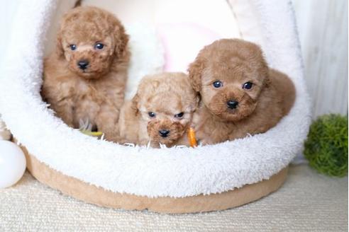 成約済の滋賀県のトイプードル-70590の4枚目