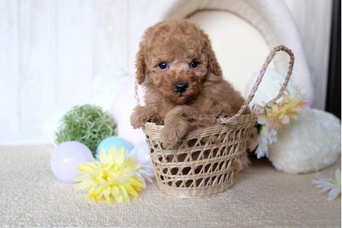 成約済の滋賀県のトイプードル-70590の3枚目