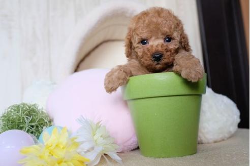 成約済の滋賀県のトイプードル-70590の2枚目