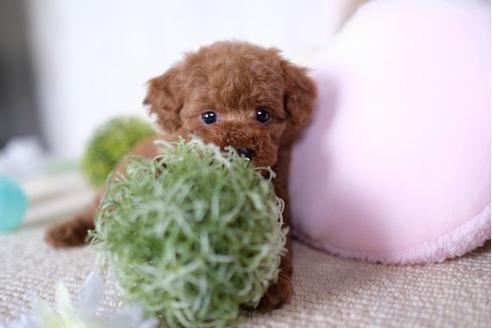 成約済の滋賀県のトイプードル-70614