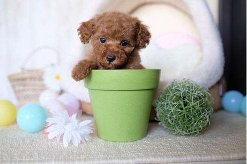 成約済の滋賀県のトイプードル-70614の5枚目