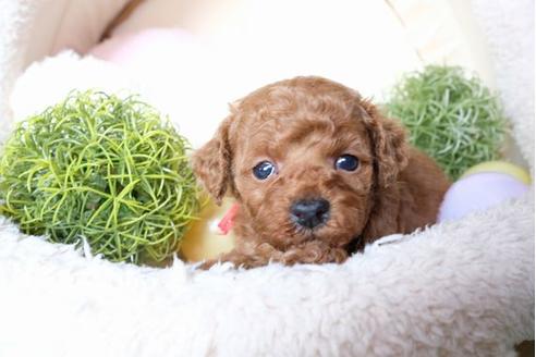 成約済の滋賀県のトイプードル-70614の3枚目