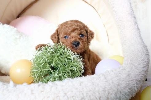 成約済の滋賀県のトイプードル-70614の2枚目