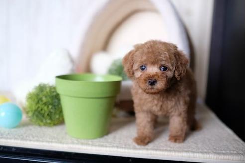 成約済の滋賀県のトイプードル-70615