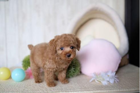 成約済の滋賀県のトイプードル-70615の5枚目