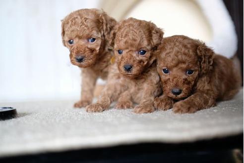 成約済の滋賀県のトイプードル-70615の4枚目