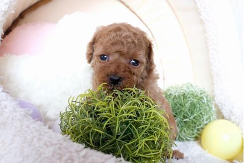 成約済の滋賀県のトイプードル-70615の3枚目