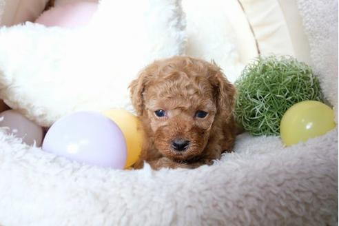 成約済の滋賀県のトイプードル-70615の2枚目