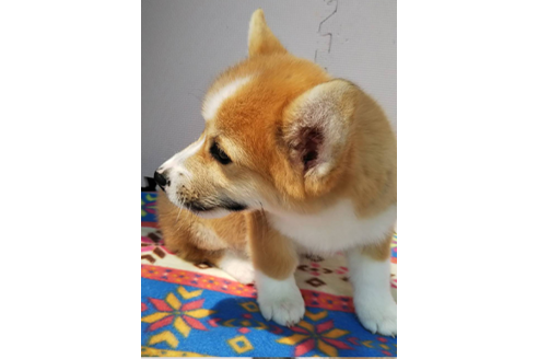 成約済の岩手県のウェルシュコーギーペンブローク-68378の7枚目