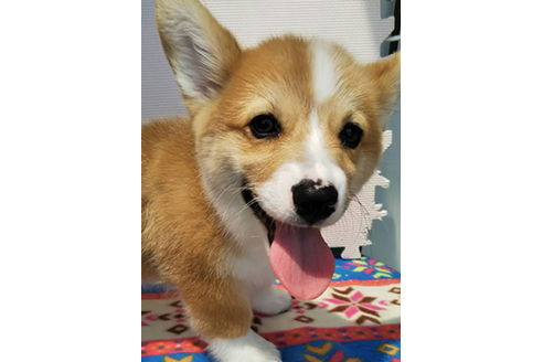 成約済の岩手県のウェルシュコーギーペンブローク-68378の6枚目