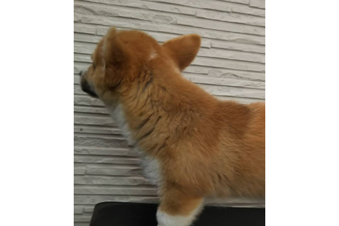 成約済の岩手県のウェルシュコーギーペンブローク-68378の5枚目