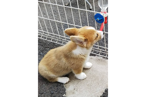 成約済の岩手県のウェルシュコーギーペンブローク-68378の4枚目