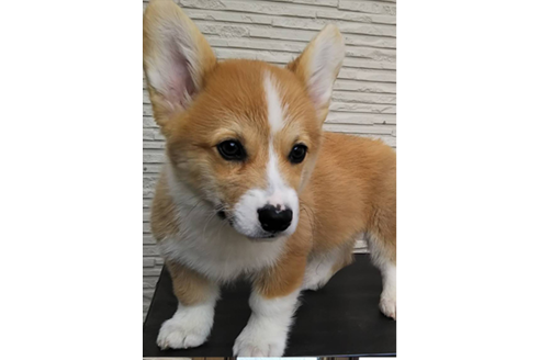 成約済の岩手県のウェルシュコーギーペンブローク-68378の3枚目