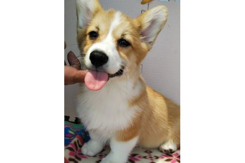 成約済の岩手県のウェルシュコーギーペンブローク-71490の4枚目