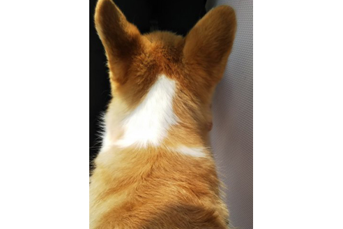 成約済の岩手県のウェルシュコーギーペンブローク-71490の3枚目