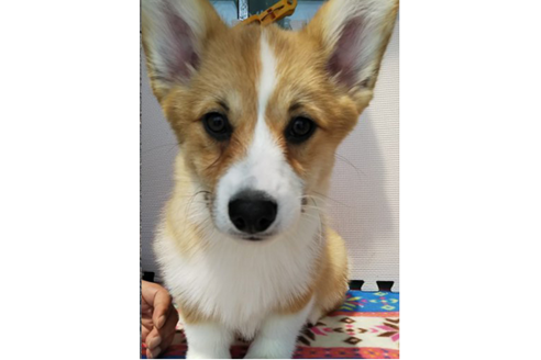 成約済の岩手県のウェルシュコーギーペンブローク-71490の2枚目