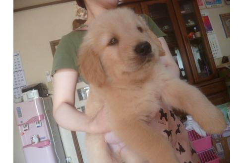 成約済の福岡県のゴールデンレトリーバー-71501の1枚目