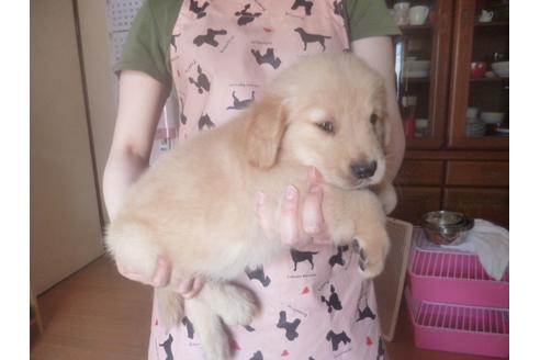 成約済の福岡県のゴールデンレトリーバー-71501の2枚目
