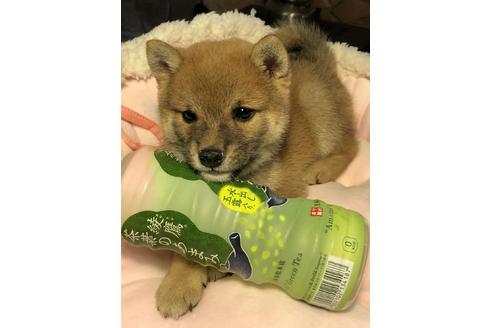 成約済の大分県の豆柴-71505の3枚目