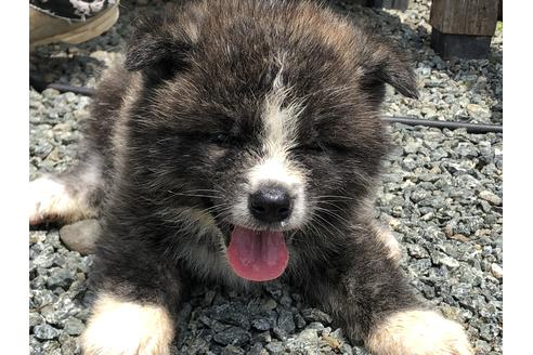 成約済の愛知県の秋田犬-71507の1枚目