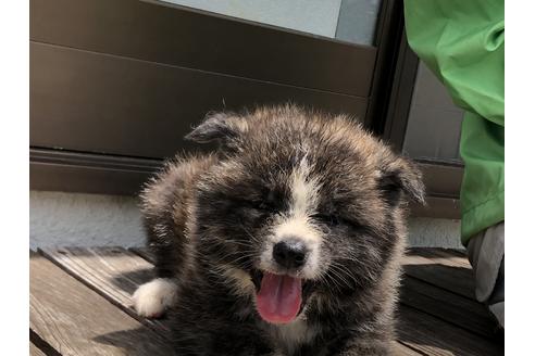 成約済の愛知県の秋田犬-71507の2枚目