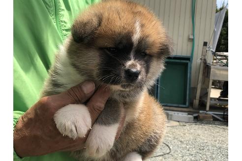 成約済の愛知県の秋田犬-71510の2枚目