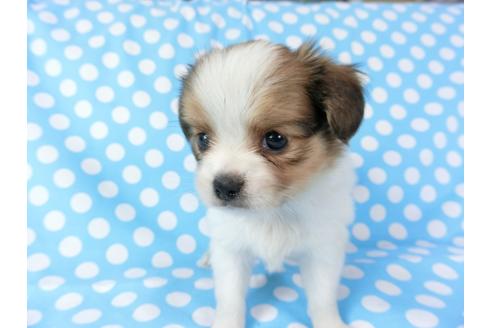 成約済の千葉県のパピヨン-71126