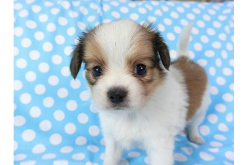 成約済の千葉県のパピヨン-71126の4枚目