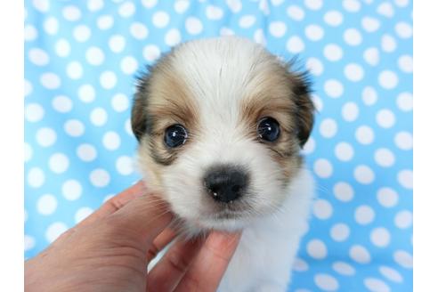 成約済の千葉県のパピヨン-71126の3枚目