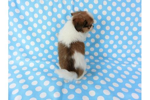 成約済の千葉県のパピヨン-71126の2枚目