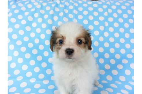 成約済の千葉県のパピヨン-71125の8枚目