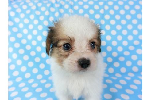 成約済の千葉県のパピヨン-71125の7枚目