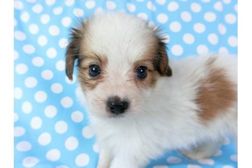 成約済の千葉県のパピヨン-71125の6枚目