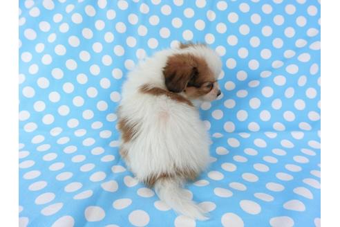 成約済の千葉県のパピヨン-71125の5枚目