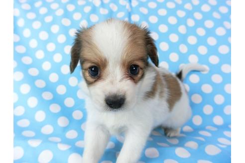 成約済の千葉県のパピヨン-71124