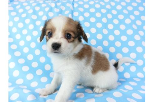 成約済の千葉県のパピヨン-71124の4枚目