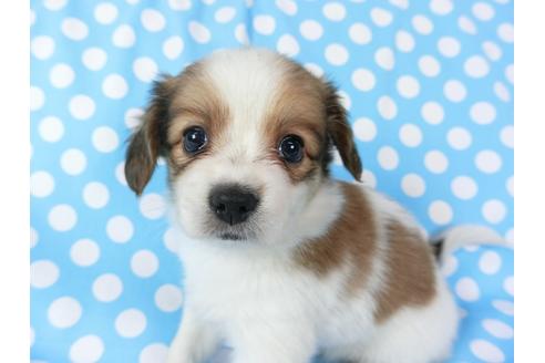 成約済の千葉県のパピヨン-71124の3枚目