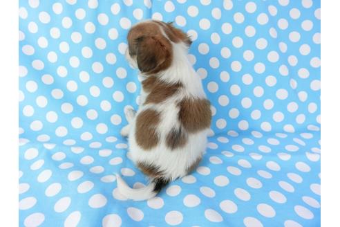 成約済の千葉県のパピヨン-71124の2枚目