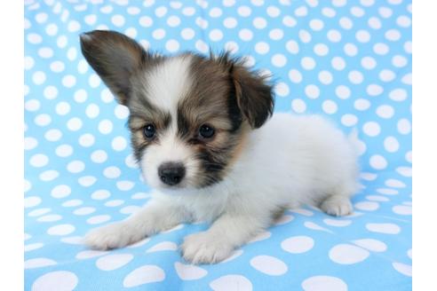 成約済の千葉県のパピヨン-71123