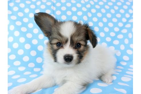 成約済の千葉県のパピヨン-71123の4枚目