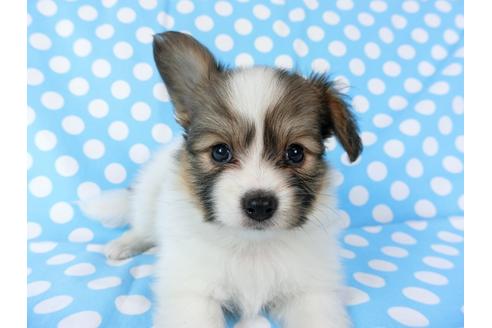 成約済の千葉県のパピヨン-71123の3枚目