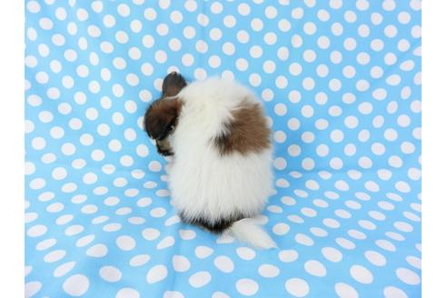 成約済の千葉県のパピヨン-71123の2枚目